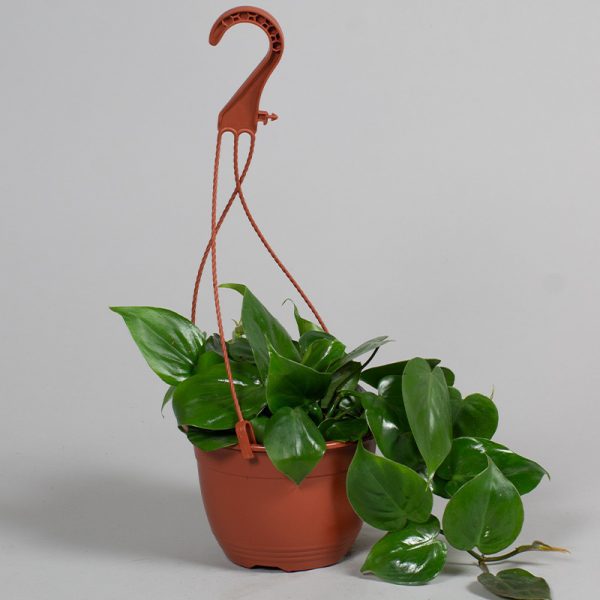 Philodendron Scandens Hanging Pot 15cm