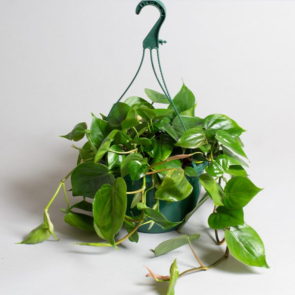 Philodendron Scandens Hanging Pot 20cm