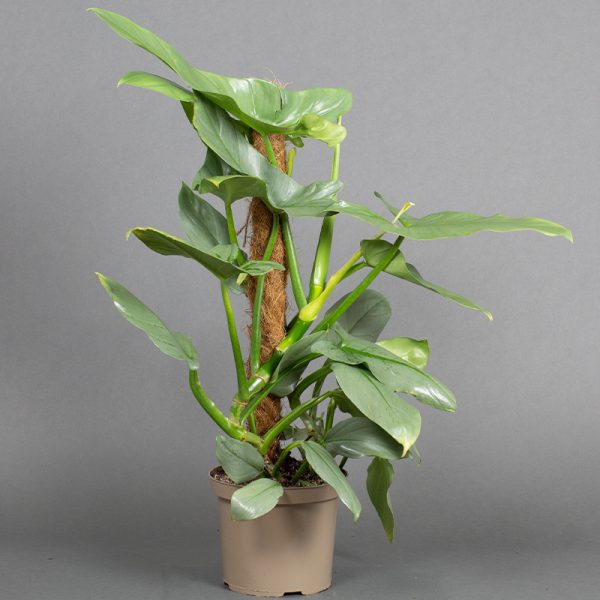 Philodendron Hastatum Grey 5L pot