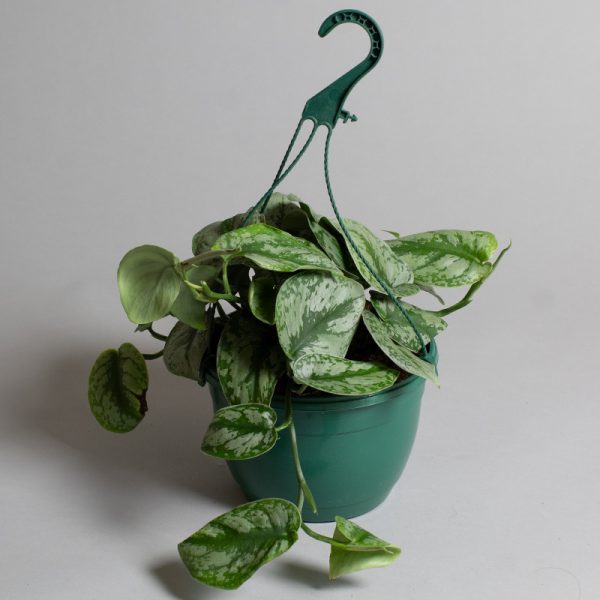 Scindapsus Trebi 20cm pot
