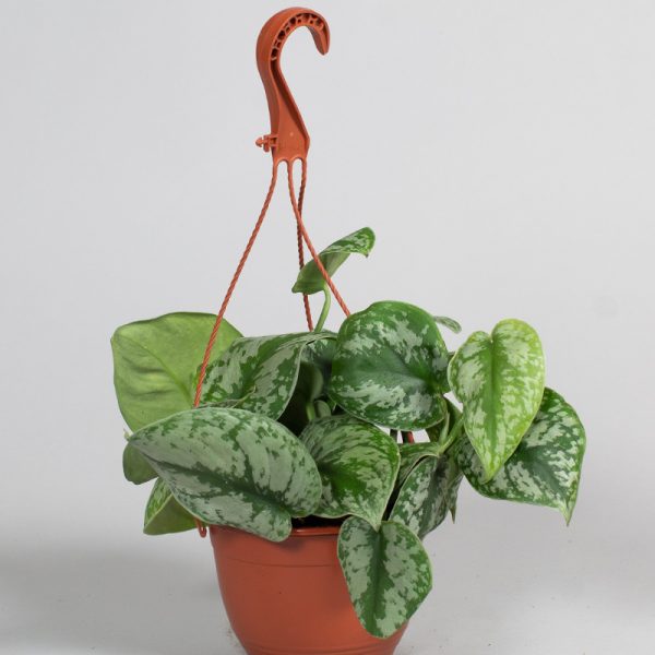 Scindapsus Trebi 15cm pot