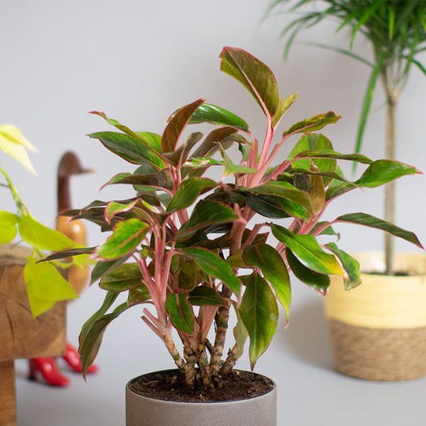 Aglaonema Red Siam 3L pot - Opperman Plants Ltd