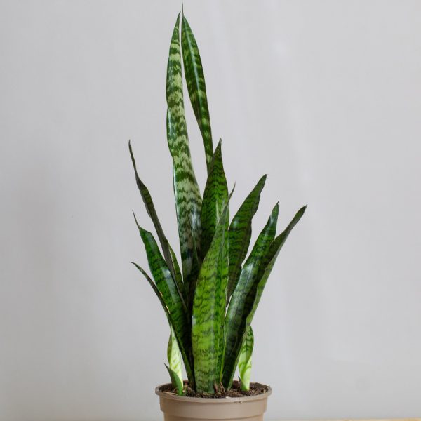 Sansevieria Robusta 3L pot
