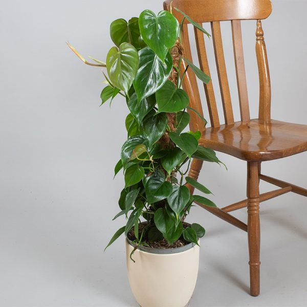 Philodendron Scandens 65cm Moss Pole 4L pot