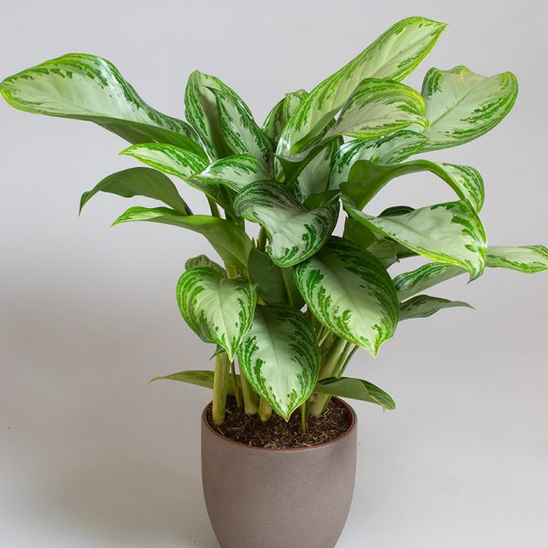 Aglaonema Silver Bay 3L pot
