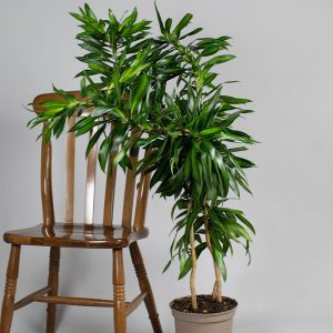 Dracaena Reflexa Song of Jamaica 5L pot