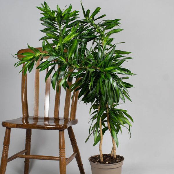Dracaena Reflexa Song of Jamaica 5L pot