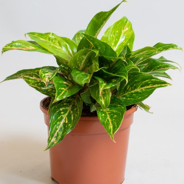 Aglaonema Sparkling Sarah 3L pot