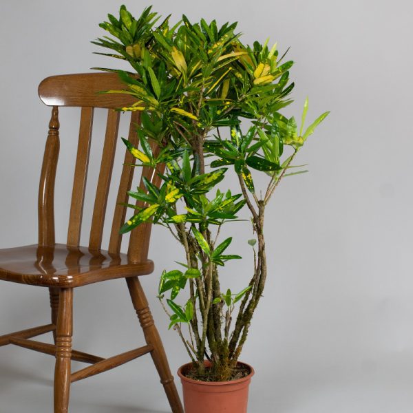 Branched Croton Sunny Star 3L pot