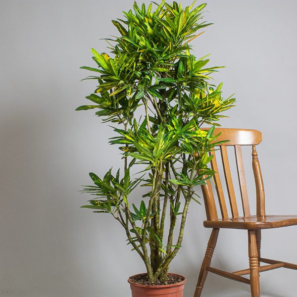Branched Croton Sunny Star 5L pot