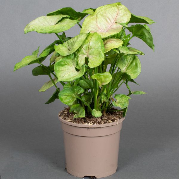 Syngonium Tropicana Red 15cm pot