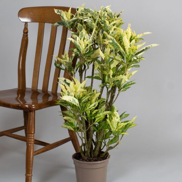 Branched Croton Tamara 3L pot
