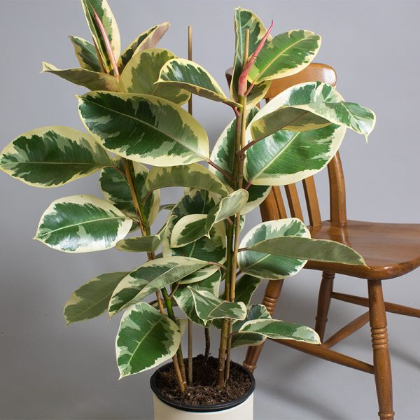 Ficus Elastica Tineke 3 Stem 5L pot 60cm tall