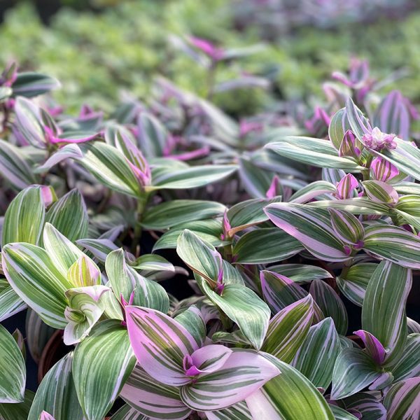 Tradescantia Nanouk Hanging Pot 15cm