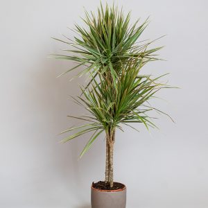 Dracaena Marginata Tricolour 15cm & 30cm 2 Cane 2L pot