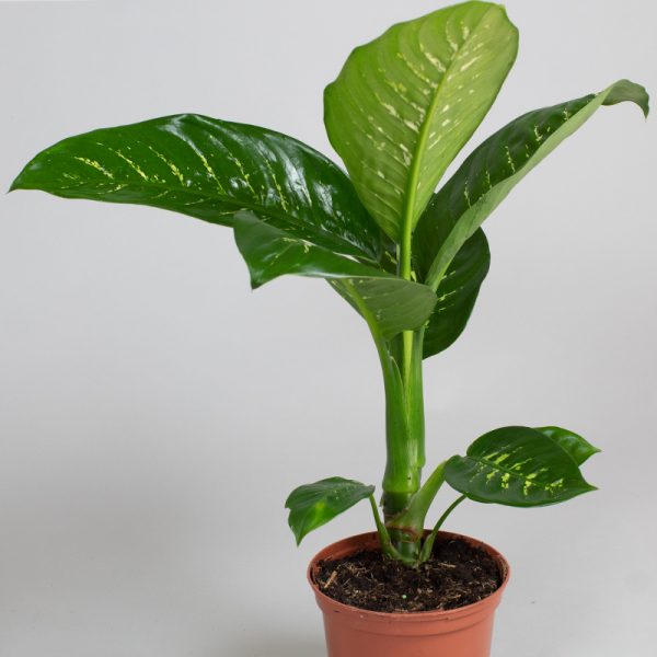 Dieffenbachia Tropic Snow 3L