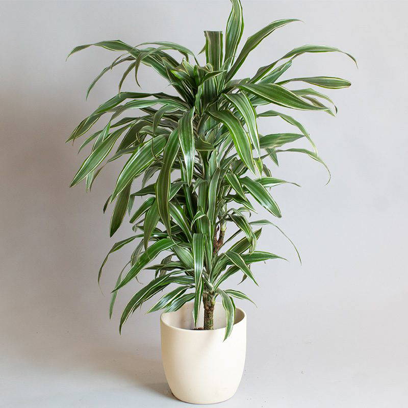 Dracaena Warneckii 15cm & 30cm 2 cane 2L pot Opperman Plants Ltd