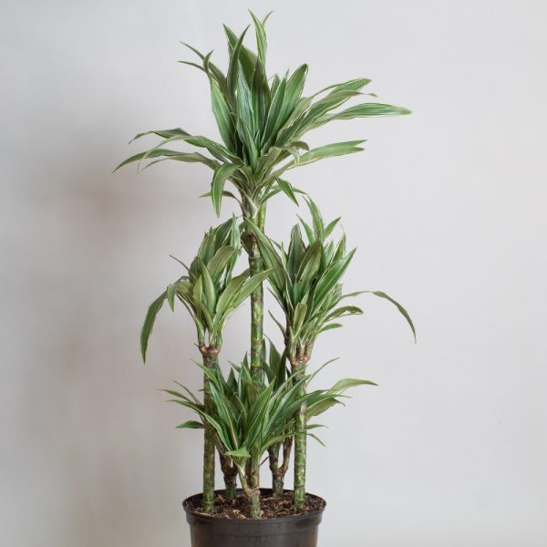 Dracaena Warneckii Carousel 7.5L pot