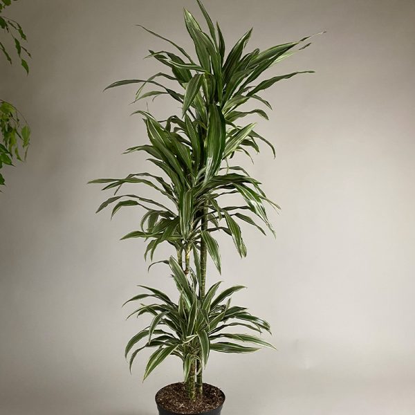 Dracaena Warneckii 30cm, 60cm & 90cm 3 cane 4L pot