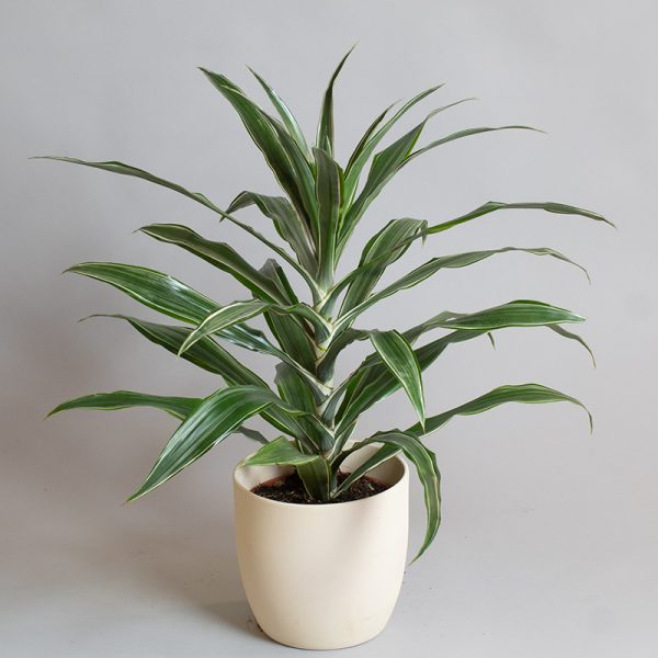 Dracaena Deremensis Warneckii Tip 3L pot