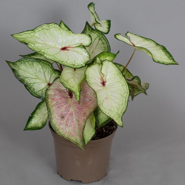 Caladium White Wonder 15cm pot - Opperman Plants Ltd
