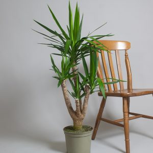 Yucca 5 Branched 5L 85cm Height including pot