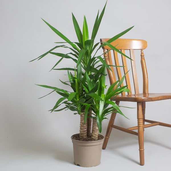 Yucca 15cm, 30cm & 45cm 3 Cane 3L pot