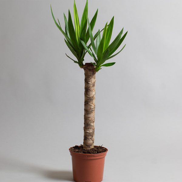 Yucca 45cm Cane 2L pot