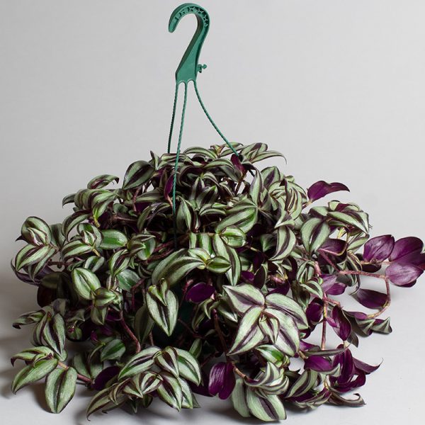 Tradescantia Zebrina Hanging Pot 20cm