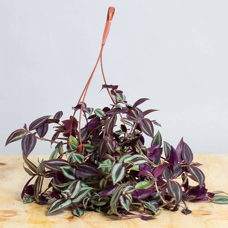 Tradescantia Zebrina Hanging Pot 15cm Opperman Plants Ltd