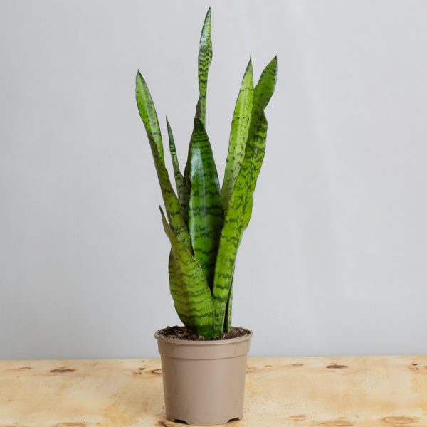 Sansevieria Zeylanica 3L pot