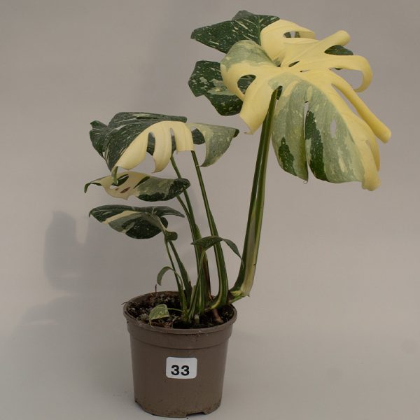 Monstera Thai Constellation 15cm pot