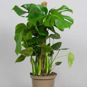 Monstera Deliciosa Moss Pole 3L pot
