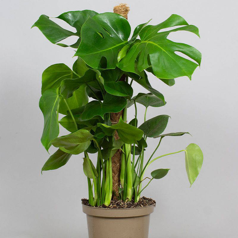 Monstera Deliciosa 65cm Moss Pole 4L pot Opperman Plants Ltd