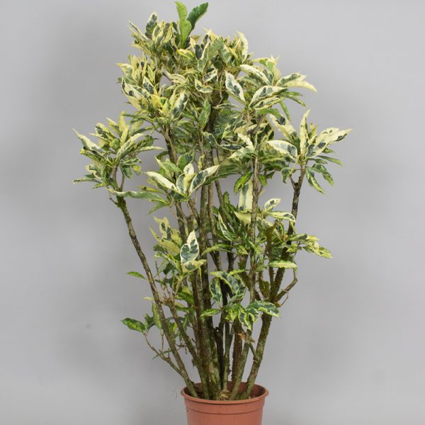 Branched Croton Tamara 5L pot