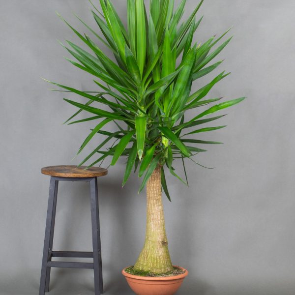Yucca Elephant Foot 33cm Bowl