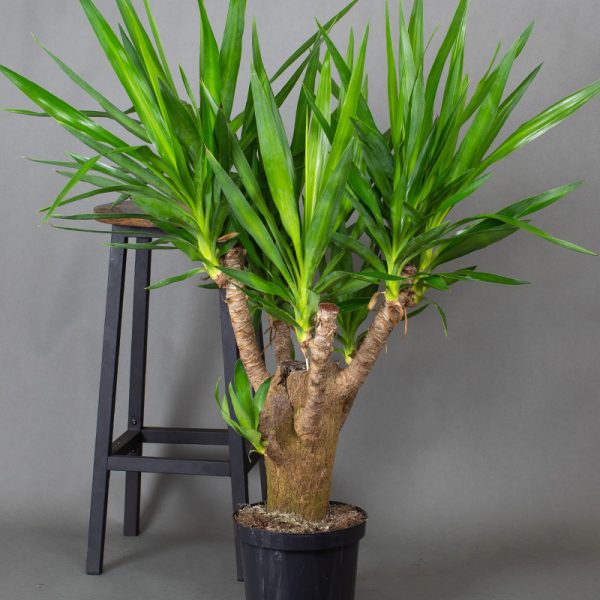 Yucca Branched 5L 110cm height including pot