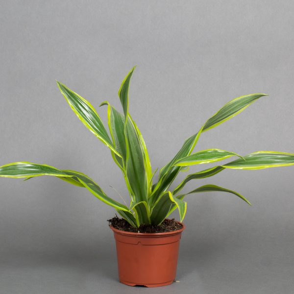 Dracaena Lemon Line Tip 13cm pot