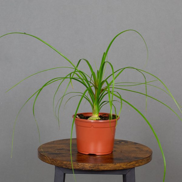Beaucarnia recurvata 13cm pot