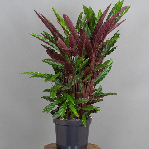 Calathea Rufibarba 5L pot