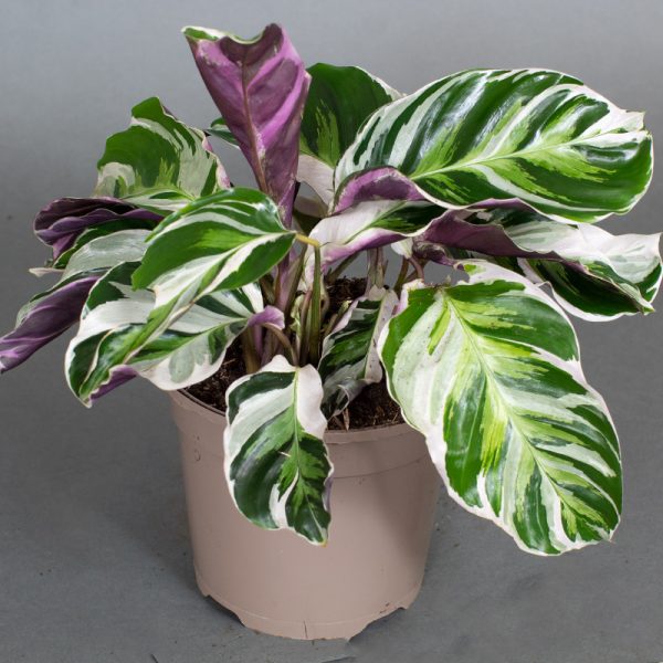 Calathea White Fusion 15cm
