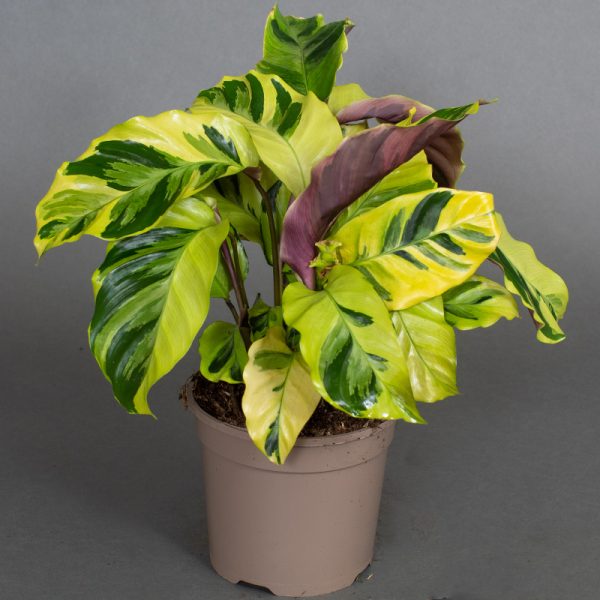 Calathea Yellow Fusion 15cm pot