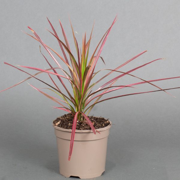 Dracaena Marginata Colorama 13cm pot