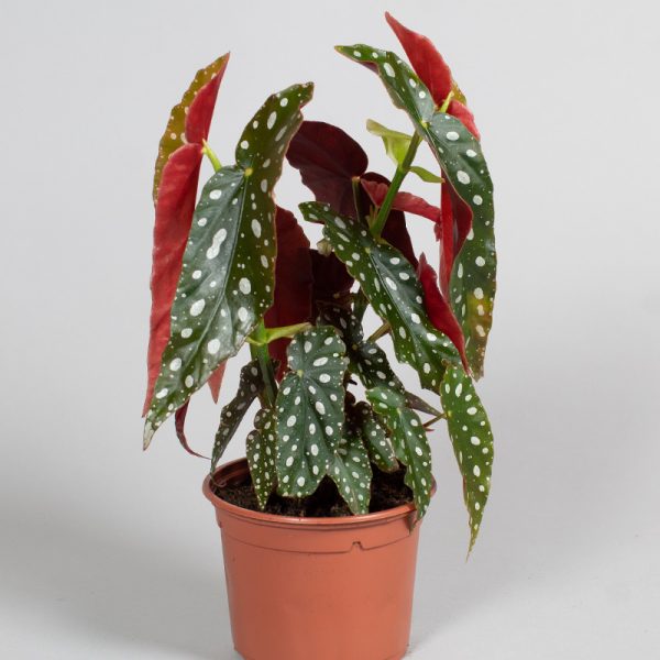 Begonia Maculata 13cm pot