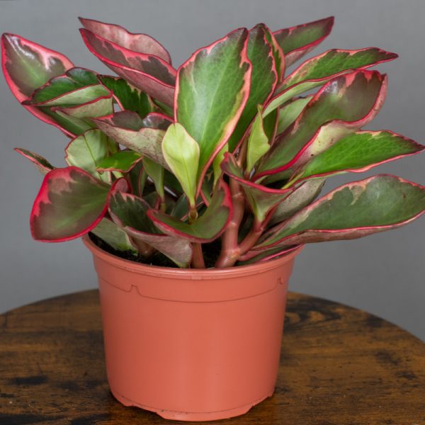 Peperomia Clusifolia Ginny 13cm pot