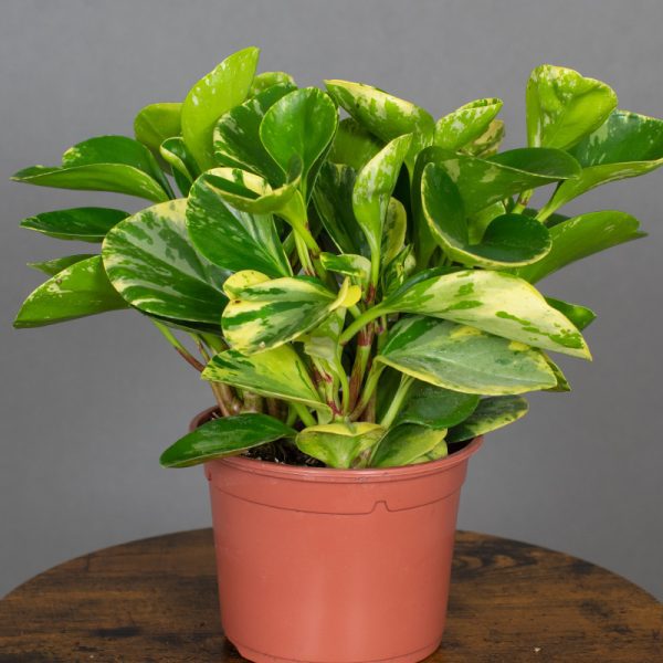 Peperomia Obtusifolia Marble Variegated 13cm pot