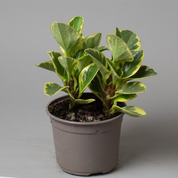 Peperomia Obtusifolia Variegated 13cm pot