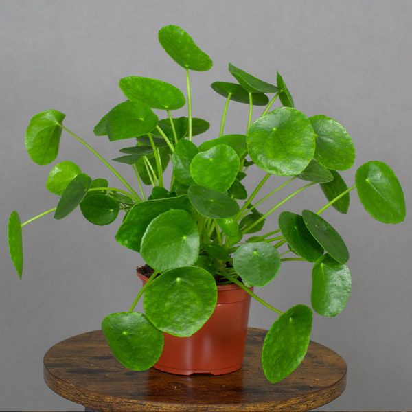 Peperomia peperomioides 13cm pot