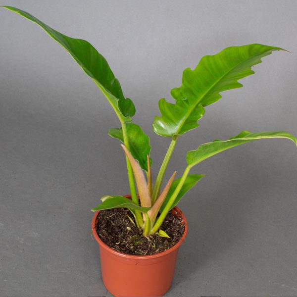 Philodendron Narrow 15cm pot