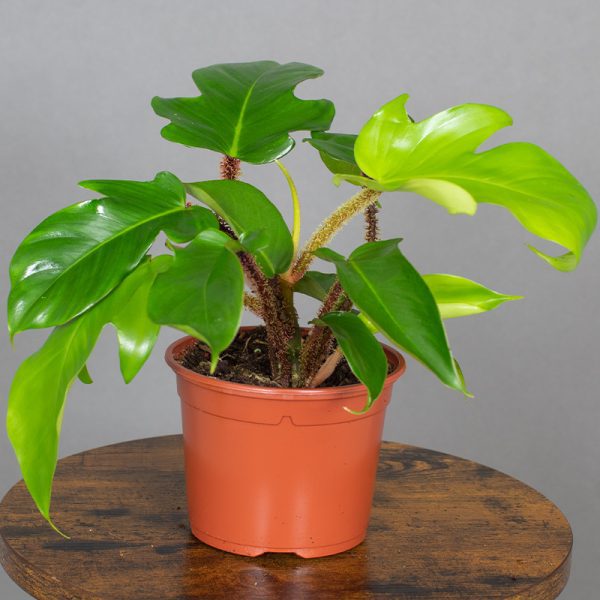 Philodendron Squamiferium 15cm pot